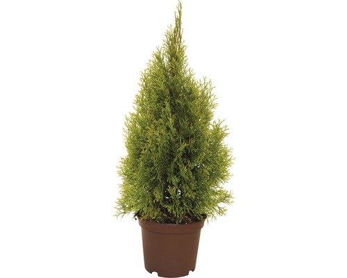 Thuja doré 40-60 cm