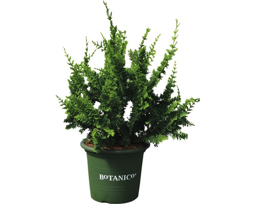 Conifère nain, faux cyprès hinoki Teddy Bear FloraSelf Chamaecyparis obtusa 'Teddy Bear' H 25-30 cm Co 3,7 L-0