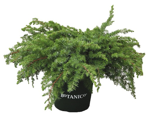 Genévrier rampant FloraSelf Juniperus conferta 'Schlager' H 25-30 cm Co 3,7 L Genévrier rampant en pot avec le logo Botanico