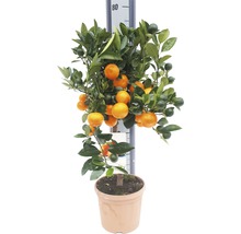 Oranger FloraSelf Citrus calamondin H 60-70 cm pot Ø 19 cm-thumb-0