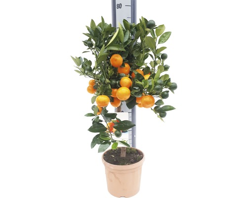 Oranger FloraSelf Citrus calamondin H 60-70 cm pot Ø 19 cm-0
