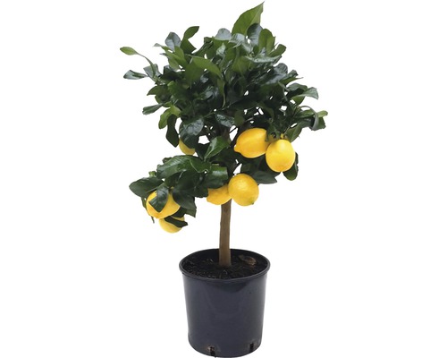 Zitrone FloraSelf Citrus-Cultivars 'Limon' H 65 cm Ø 21 cm Topf