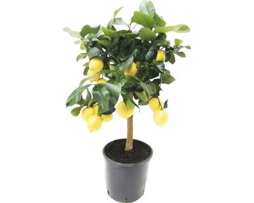 Zitronenbaum im Topf mit Früchten und Blättern