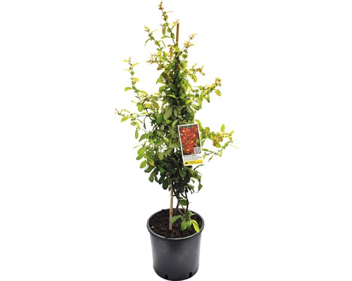 Cognassier du Japon FloraSelf Chaenomeles speciosa 'Hot Fire' H 60-80 cm Co 5 L Rosier buisson dans un pot avec une étiquette