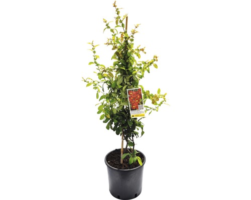 Zierquitte FloraSelf Chaenomeles speciosa 'Hot Fire' H 60-80 cm Co 5 L