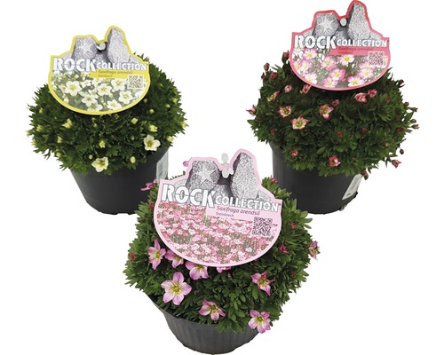 Steinbrech ROCKCollection FloraSelf Saxifraga x arendsii 'Twins' H 5-15 cm T 13 cm Drei Topf-Steinbrechpflanzen der Rock Collection