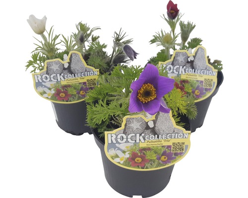 Pulsatilles Pulsatilla vulgaris h 10-25 cm pot Ø 13 cm