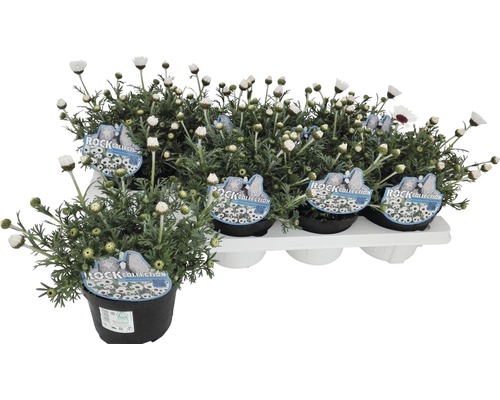 Pots de marguerites présentés sur un plateau blanc
