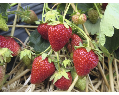 Gros plan de fraises mûres et non mûres sur de la paille