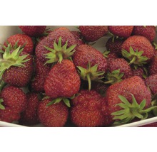 Erdbeere Fragaria x ananassa 'Senga® Sengana' Ø 20 cm Topf 10 Stk-thumb-1