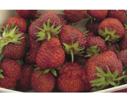 Gros plan de fraises mûres