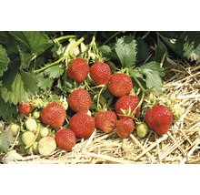 Erdbeere Fragaria x ananassa 'Ostara' Ø 20 cm Topf 10 Stk-thumb-1