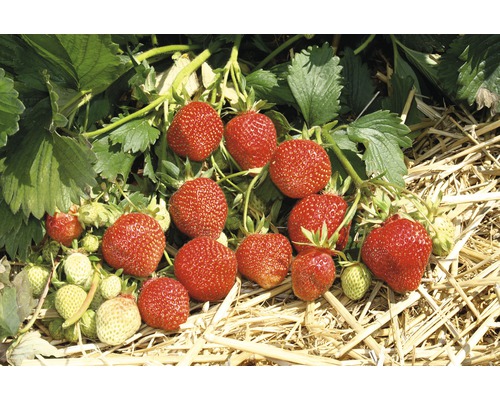 Fraises 'Ostara' FloraSelf Bio Pack de 6, remontantes/permanentes