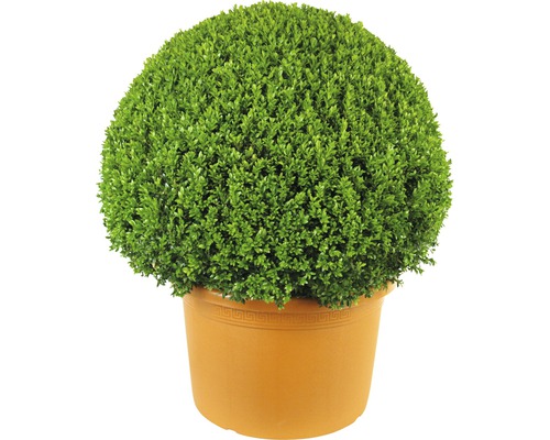 Buis en forme de boule en pot