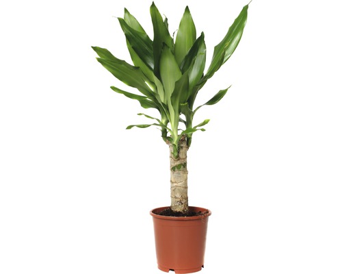 Dragonnier FloraSelf Dracaena fragrans 'Steudneri Green' H 40-50 cm pot de Ø 11 cm Plante d''intérieur Dracaena en pot