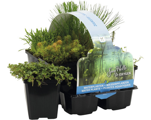 Kit de plantes aquatiques FloraSelf pour la zone marécageuse (6 pièces) pot Ø 9 cm