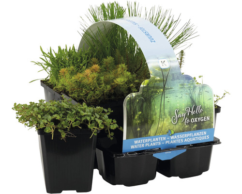 Kit de plantes aquatiques FloraSelf pour la zone marécageuse (6 pièces) pot Ø 9 cm Plantes oxygénantes en pack de six pour bassin de jardin