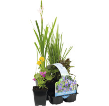 Kit de plantes aquatiques fleuries FloraSelf pour le bord du bassin (6 pièces) pot Ø 9 cm-thumb-0