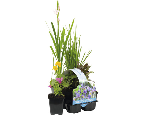 Wasserpflanzen Set blühend FloraSelf für den Teichrand (6 Stück) Ø 9 cm Topf