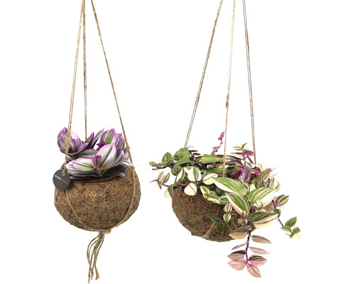 Suspension kokodama FloraSelf mélange de misère suspension de plantes sous forme de lot hauteur y compris pot env. 20 cm pot Ø 12 cm