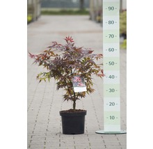 Érable japonais en pot avec indication de la taille