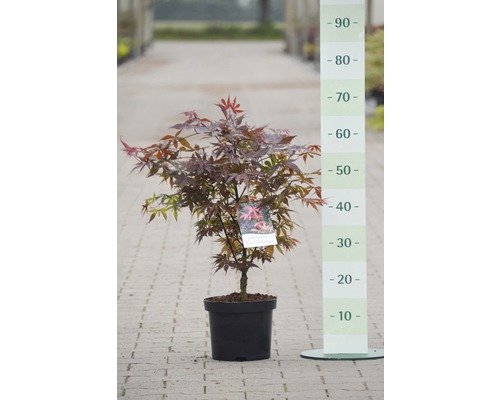 Érable du Japon Acer palmatum « Skeeter's Broom » h 40-50 cm co 4 L