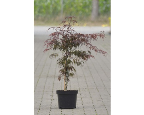 Érable palmé FloraSelf Acer palmatum 'Tamukeyama' H 40-50 cm Co 4 L