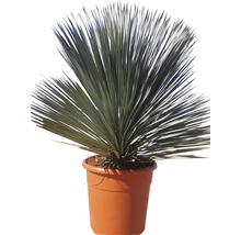 Yucca plante d''intérieur en pot