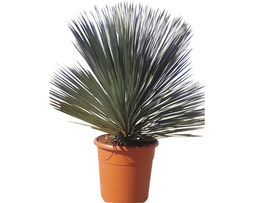 Yucca plante d''intérieur en pot