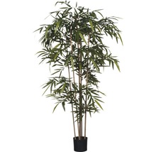 Bambou en pot