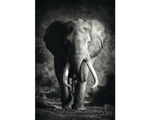 Panneau décoratif Large Elephant 61x91 cm