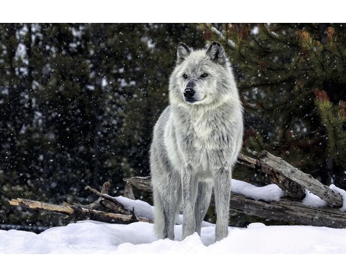 Panneau décoratif Gray Wolf 61x91 cm