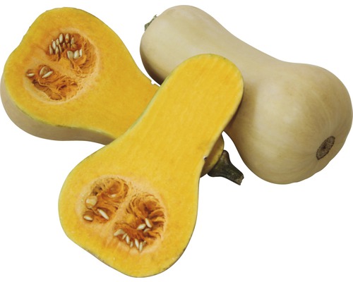 Courge butternut, entière et coupée en deux