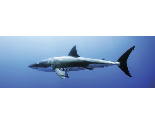 Panneau décoratif White Shark 52x156 cm