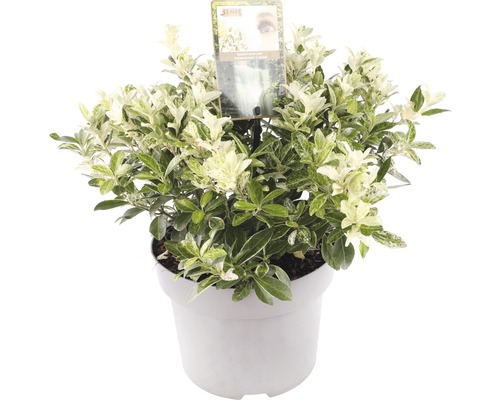 Fusain en pot avec des feuilles panachées vert et blanc.
