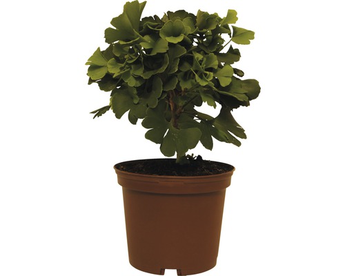 Ginkgo FloraSelf Ginkgo biloba 'Mariken' H 20-25 cm Co 3,5 L