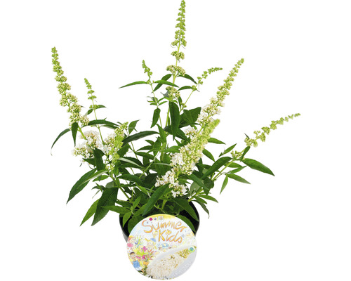 Buddleja dans un pot