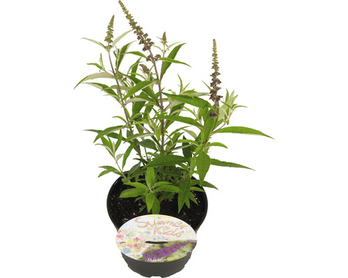 Arbre aux papillons en pot