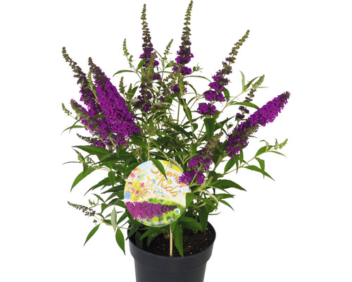 Arbre aux papillons en pot