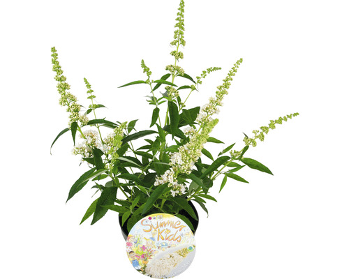 Arbre aux papillons en pot