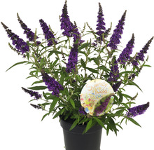 Buddleia de David, arbre à papillons Buddleja davidii 'Summer Kids ® Romy' h 40-50 cm Co 5 l