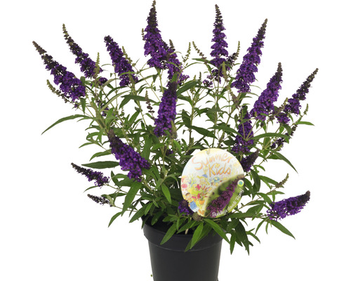 Arbre aux papillons en pot