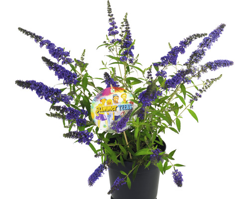 Arbre aux papillons ''Summer Teens'' en pot