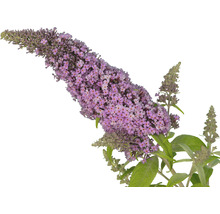 Gros plan sur la fleur d''arbre à papillons