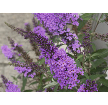 Gros plan d''un Buddleja avec des fleurs mauves.