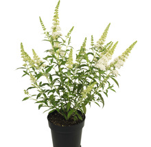 Arbre à papillons en pot