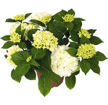 Gartenhortensie mit weißen Blüten im Topf