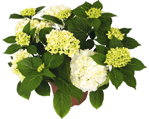 Hortensia de jardin avec fleurs blanches en pot