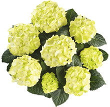 Hortensia aux fleurs claires