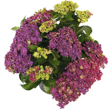 Hortensie mit lila und gelben Blüten